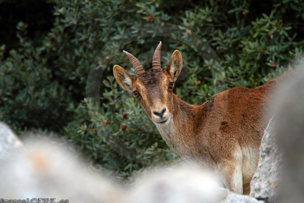 Cabra montesa (Capra pyrenaica)